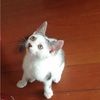 adelelulu